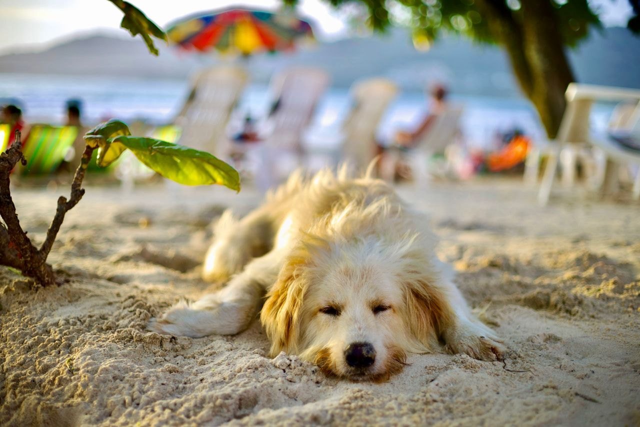 Vacaciones con tu mascota