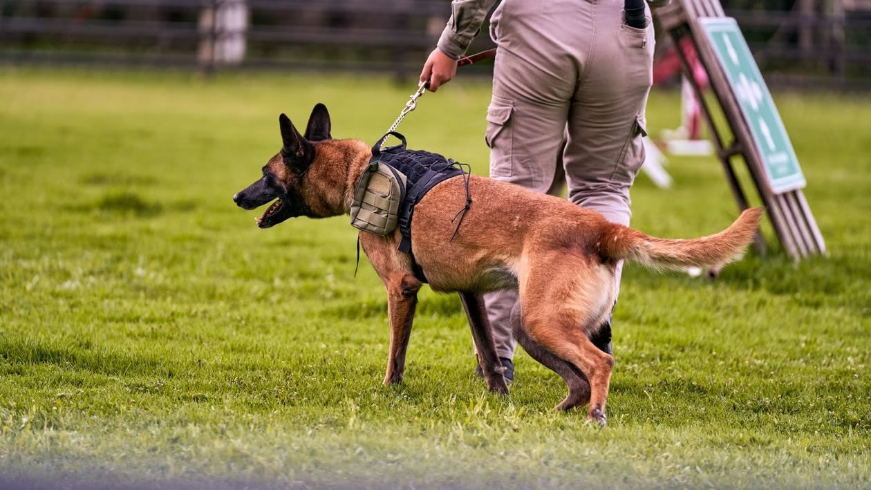 adiestrador canino