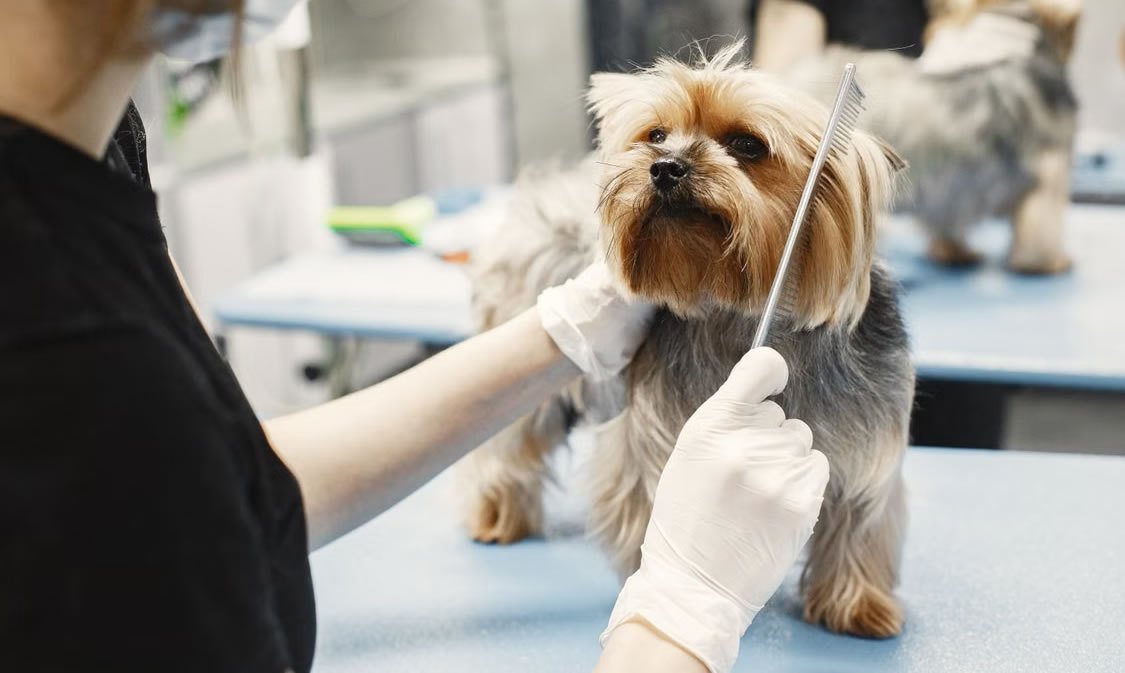 peluqueria para perros