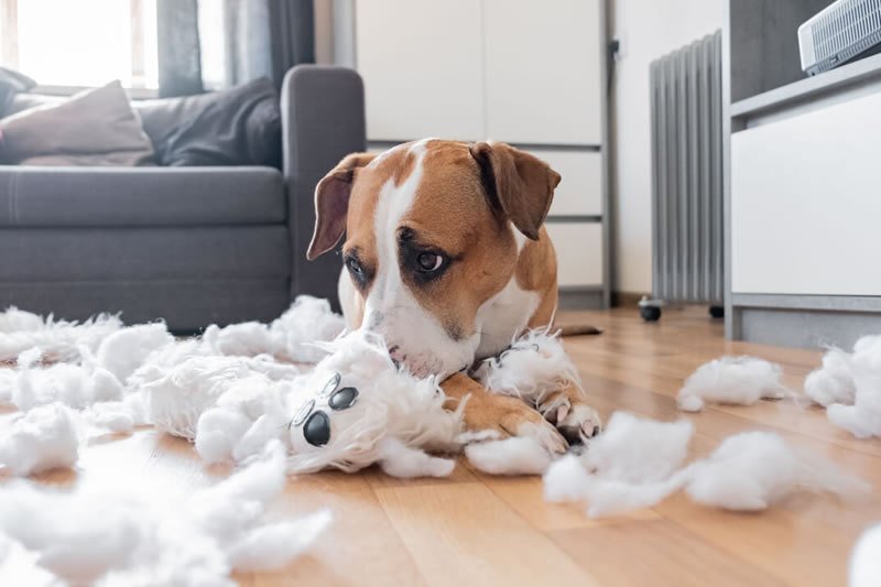 perro rompe cosas cuando está solo